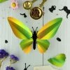 3D-Bastelset DIY - Bastel - Set - Birdwing Schmetterling - Grün DIY - Bastelsets