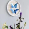 3D-Bastelset DIY - Bastelset - Morpho Schmetterling Blau DIY - Bastelsets