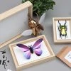3D-Bastelset DIY - Bastelsets Rahmen Für DIY - Set Insekten M 1 3D-Bastelset DIY - Bastelsets Rahmen Für DIY - Set Insekten M