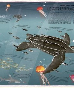 Wide Eyed Editions Kinderbücher Auf Englisch Atlas Of Ocean Adventures