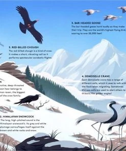 Wide Eyed Editions WORLD OF BIRDS - Sounds Of Nature Kinderbücher Auf Englisch 7 Wide Eyed Editions WORLD OF BIRDS - Sounds Of Nature Kinderbücher Auf Englisch