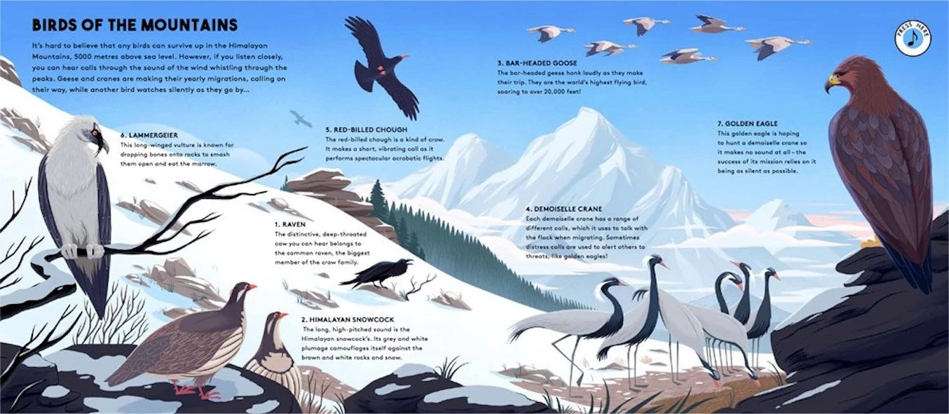 Wide Eyed Editions WORLD OF BIRDS - Sounds Of Nature Kinderbücher Auf Englisch 5 Wide Eyed Editions WORLD OF BIRDS - Sounds Of Nature Kinderbücher Auf Englisch